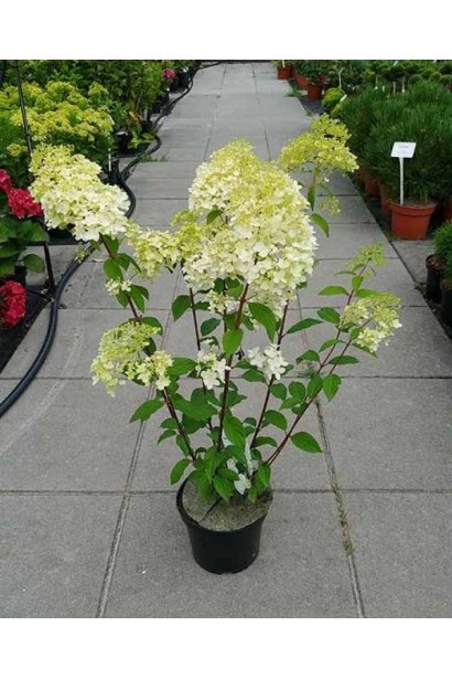 Гортензия Diamantino контейнер 3л